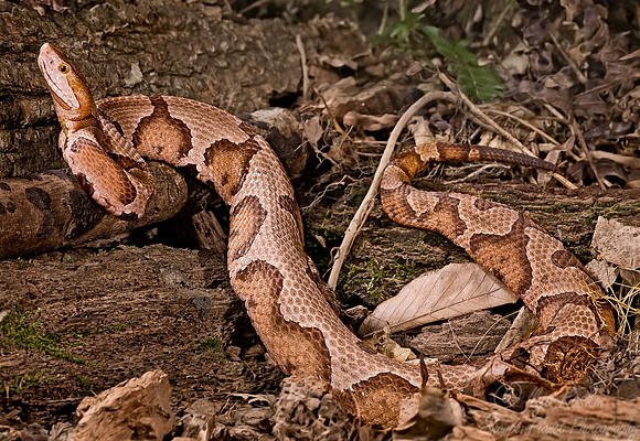 008_Northern Copperhead