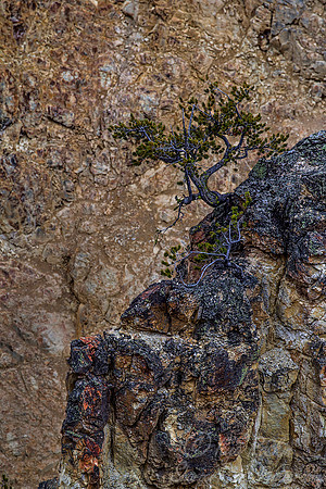 127 Yellowstone NP