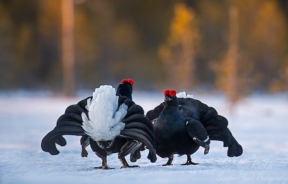 046 Black grouse (Lyrurus tetrix) - Finland