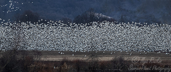 295 Snow geese (Anser caerulescens) - PA