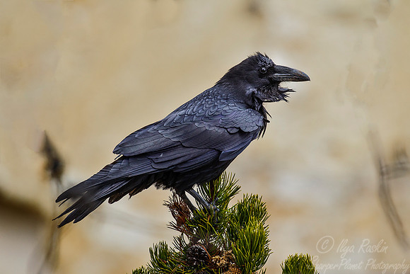 082 Common Raven (Corvus corax) - Yellowstone NP