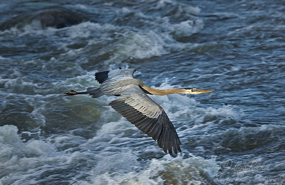 005_Great Blue Heron (Ardea herodias)_VA