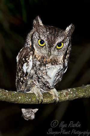 067 Eastern Screech-owl (Megascops asio) - MD