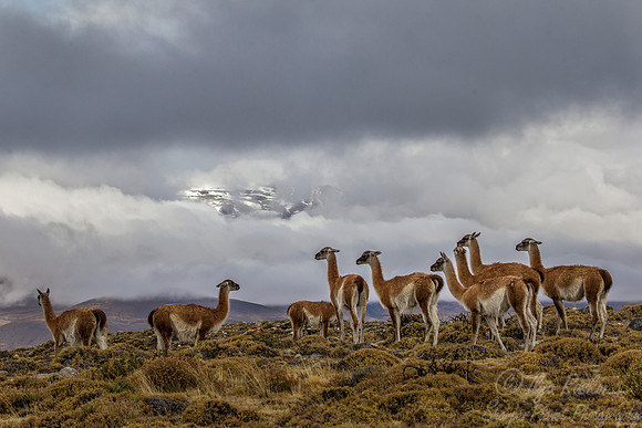 161 Guanacos (Lama guanicoe) Chile Patagonia