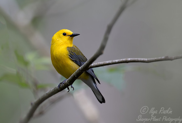145 Prothonotary warbler (Protonotaria citrea) - SC