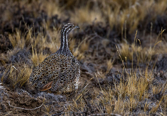 013 Patagonian Tinamou (Tinamotis ingoufi) Patagonia Argentina