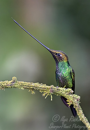 519 Sword-billed hummingbird (Ensifera ensifera) - Colombia cloud forest