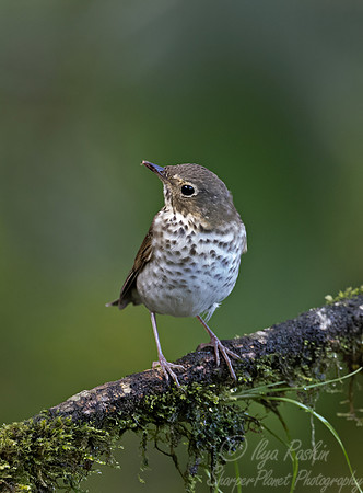 650 Swainson's thrush (Catharus ustulatus) - Ecuador