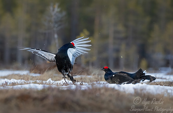 061 Black grouse (Lyrurus tetrix) - Finland