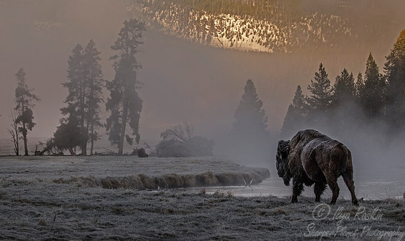 170 American Bison (Bison bison) Yellowstone NP