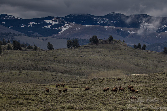 137 Yellowstone NP