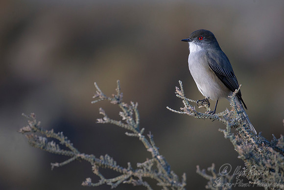 126 Fire-eyed Diucon (Xolmis pyrope)  Patagonia Chile