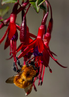 2016 Patagonia Animals & Plants