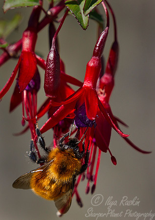 102 Chilean Fuchi (Fuchsia magellanica)