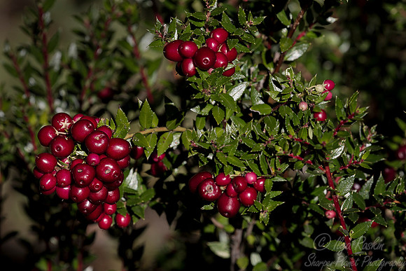 104 Prickly Heath (Gaultheria mucronata) - Patagonia Chile