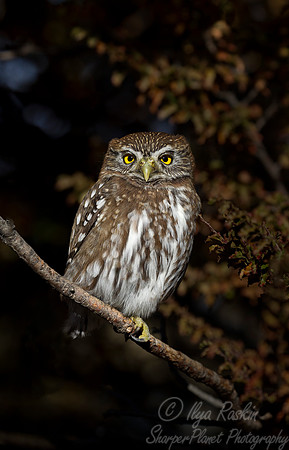 188 Austral Pygmy-Owl (Glaucidium nanum) Patagonia Chile