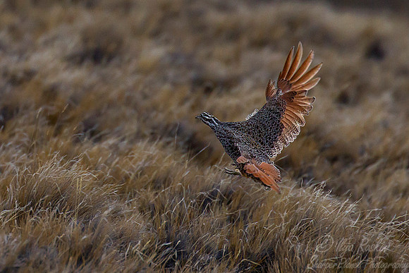 014 Patagonian Tinamou (Tinamotis ingoufi) Patagonia Argentina