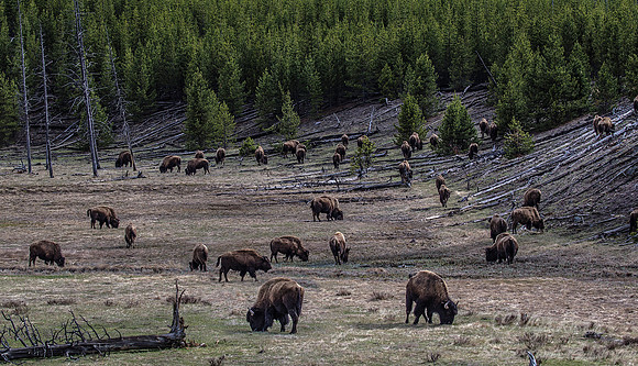 138 Yellowstone NP