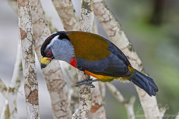 635 Toucan barbet (Semnornis ramphastinus) - Ecuador