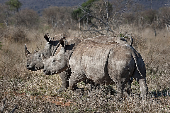 031_White Rhinoceros (Ceratotherium simum)_Madikwe_S Africa