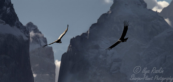 191 Andean condors (Vultur gryphus) - Patagonia Chile