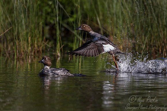 212 Common goldeneye (Bucephala clangula) - ME