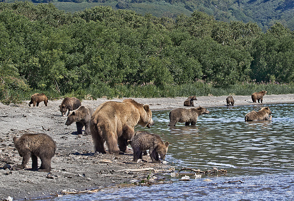 004 Brown Bear (Ursus arctos) - Kamchatka Russia