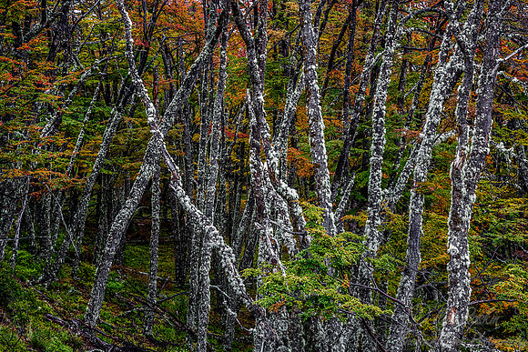 082 Patagonia Argentina
