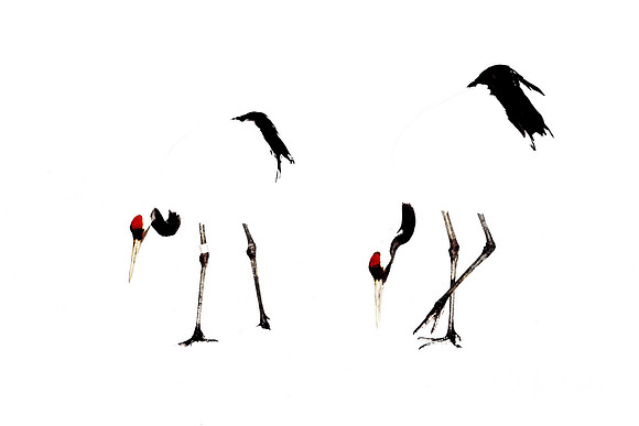 081 Red-crowned Cranes (Grus japonensis) - Hokkaido Japan