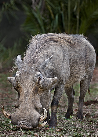 084_Warthogs_South Africa