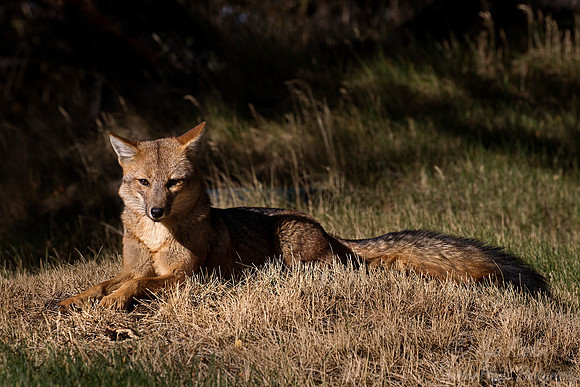 122 Culpeo Fox (Lycalopex culpaeus) Patagonia Chile