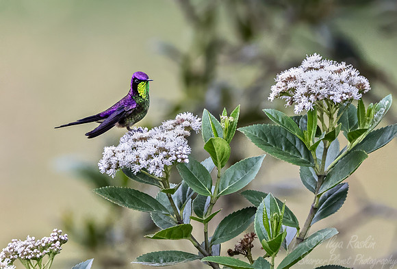 513 Purple-backed thornbill (Ramphomicron microrhynchum) - Colombia cloud forest
