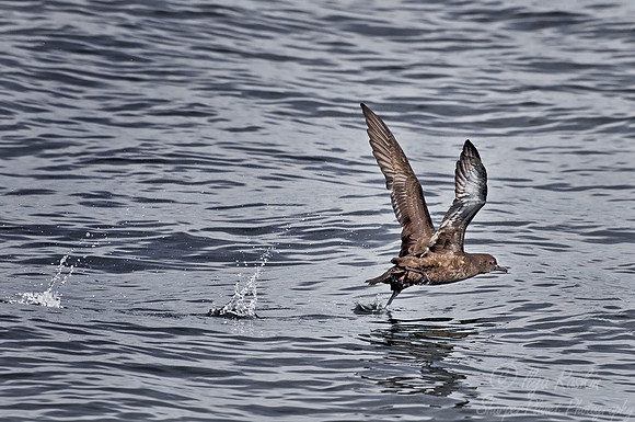 040 Sooty Shearwater - AK