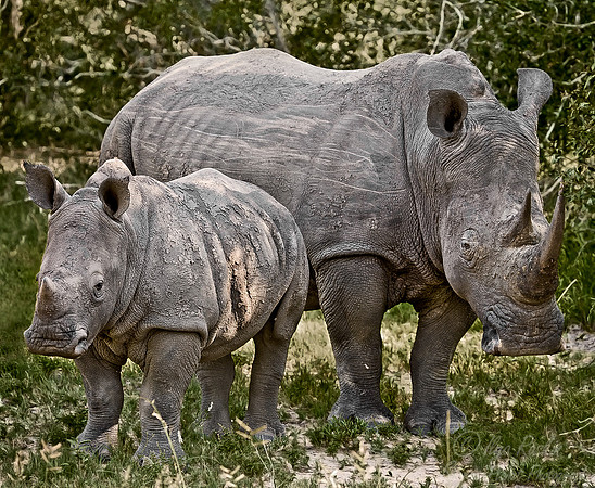 036_White Rhinoceroses_South Afirca