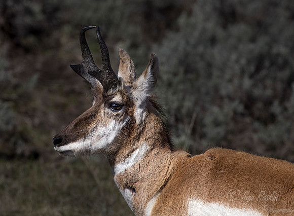 177 Pronghorns (Antilocapra americana) - Yellowstone NP