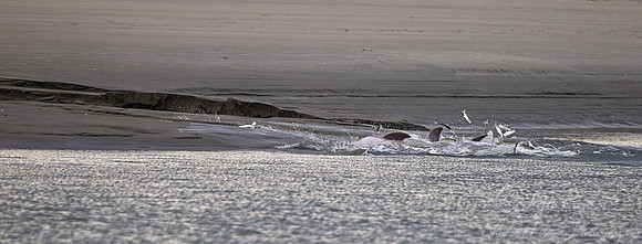 078 Common Bottlenose Dolphins (Tursiops truncatus) strand feeding - SC