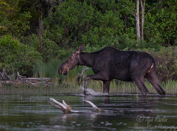 181 Moose (Alces alces) - ME