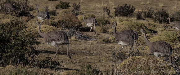 134 Darwin's (Lesser) Rhea (Rhea pennata) Patagonia - Chlle