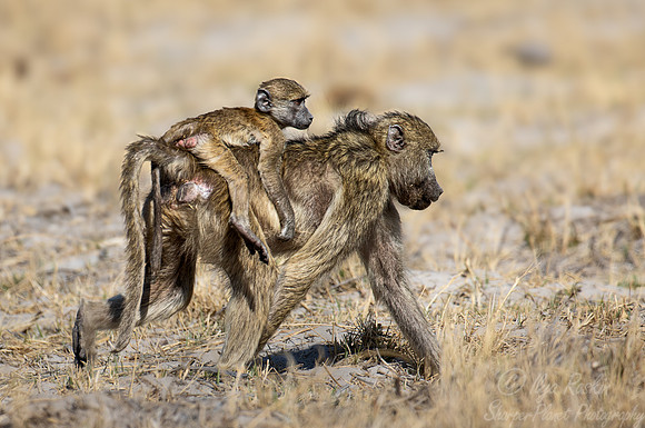 217 Chacma baboons (Papio ursinus) - Botswana
