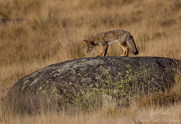 125 South American Gray Fox (Lycalopex griseus) Patagonia Chile