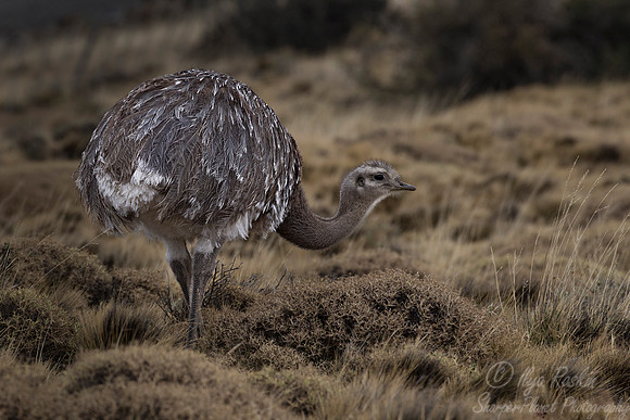 133 Darwin's (Lesser) Rhea (Rhea pennata) Patagonia - Chlle