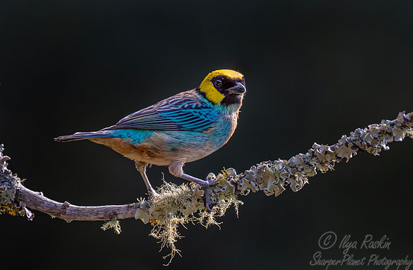 549 Saffron-crowned tanager (Tangara xanthocephala) - Colombia cloud forest