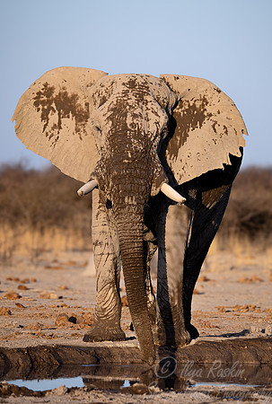 121 African Bush Elephant(Loxodonta africana) - Botswana