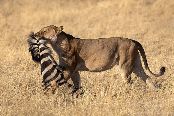 226 Lion (Panthera leo) - Botswana