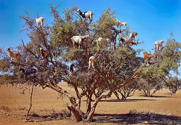 157 Goats - Morocco