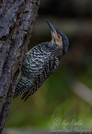128 Chilean Flicker (Colaptes pitius) Patagonia Chile