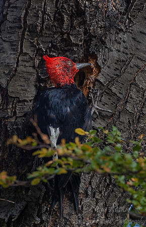 130 Magellanic Woodpecker (Campephilus magellanicus) - Patagonia Argentina 2