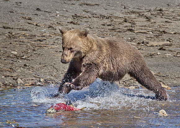 011 Brown Bear (Ursus arctos) - Kamchatka Russia