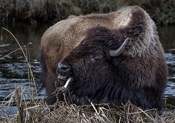175 American Bisons (Bison bison) Yellowstone NP