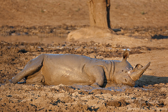 042_White Rhinoceros (Ceratotherium simum)_Madikwe_S Africa